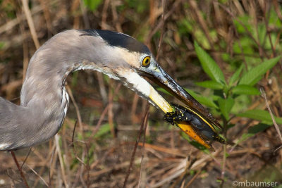 Great Blue Heron and Turtle