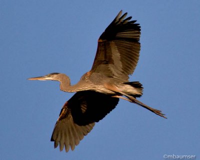 Great Blue Heron Fly Over