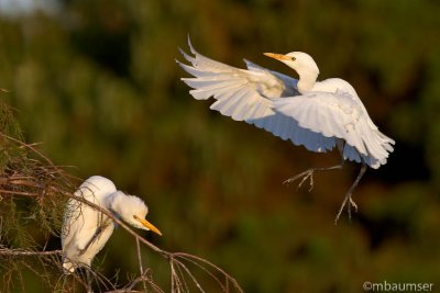 Two Cattle Egrets