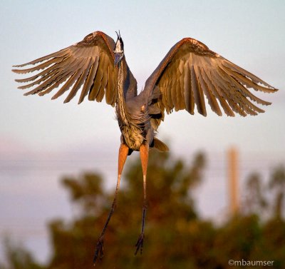 Great Blue Heron Landing 2