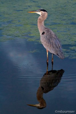 Reflecting Great Blue Heron