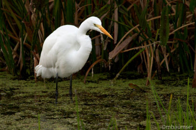 Great Egret  At Green Cay