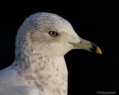 Birds Eye View