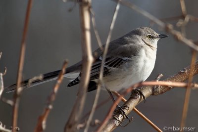 Northern Mockingbird