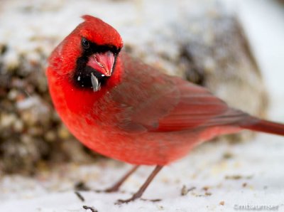 Cardinal