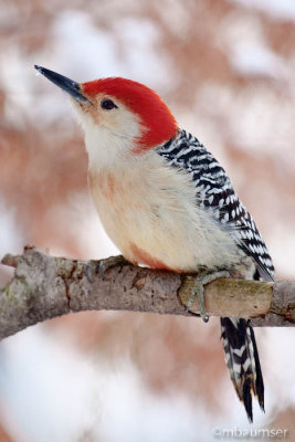 Red Bellied Woodpecker