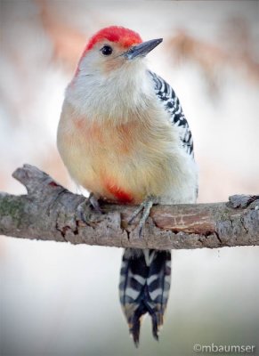 Red Bellied Woodpecker