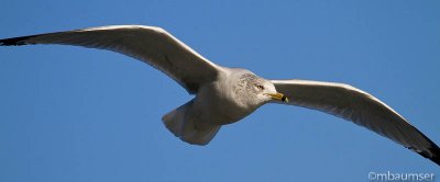 Ring Billed Gull