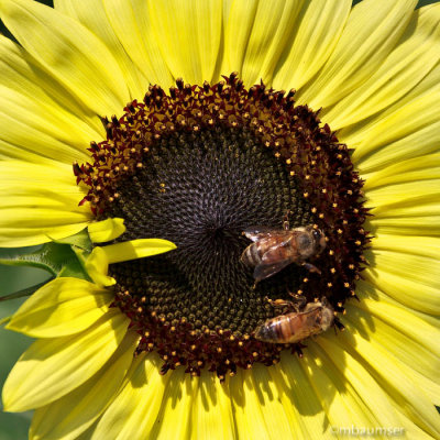 Sun Flower With Bees