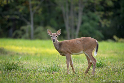 Deer In A Field