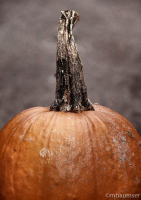 Pumpkin Portrait