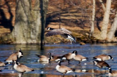 Cleared For Landing