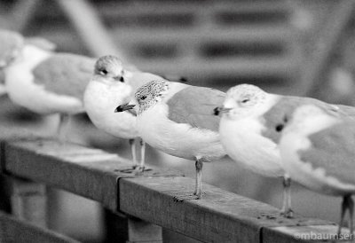 Gulls in a row