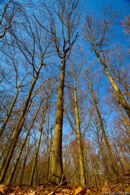 View from below