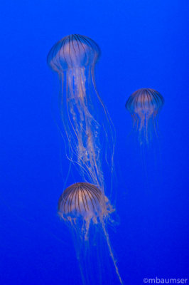 Jellies