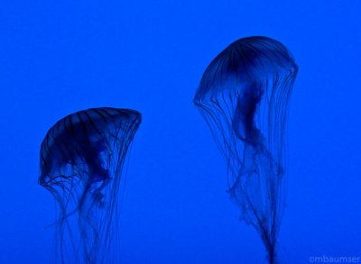 Jellies