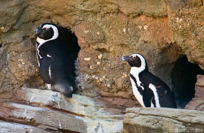 Black footed Penguins