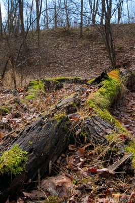 Mossy Log