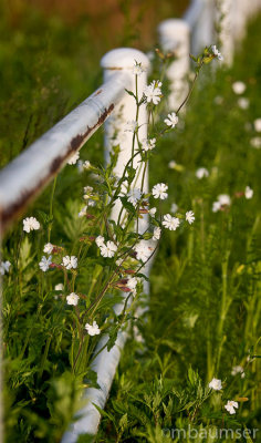 Wild Flowers By The Fence