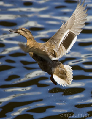 Like Water off A Duck