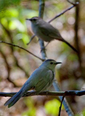 Gray Catbird