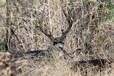 Along The American River 2008