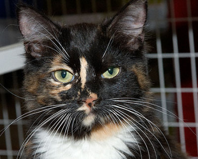 Annie-081208.2009.D00092