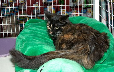 Annie-081208.2009.D00098