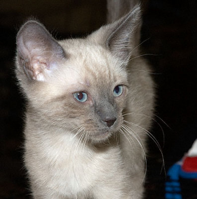 Alfred-040109.2009.D01374