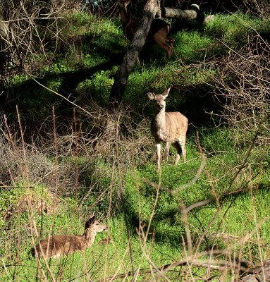 Along The American River 2011