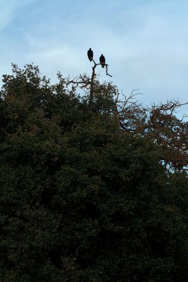 Along The American River 2010