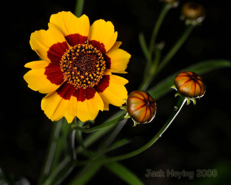 Coreopsis Bloom