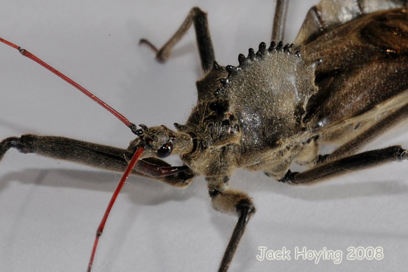 Wheel bug / Assiassin bug