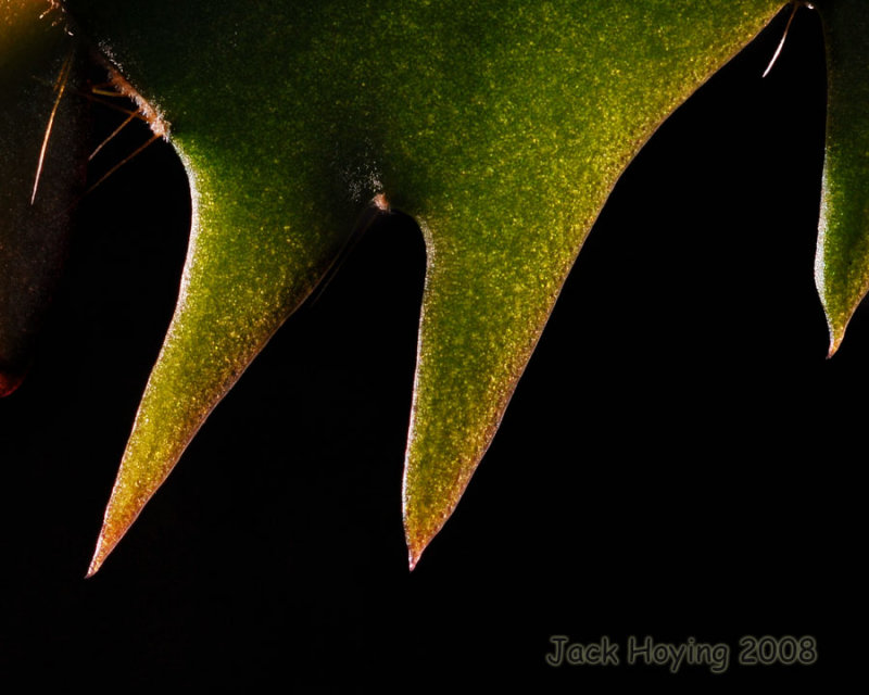Christmas Cactus Macro