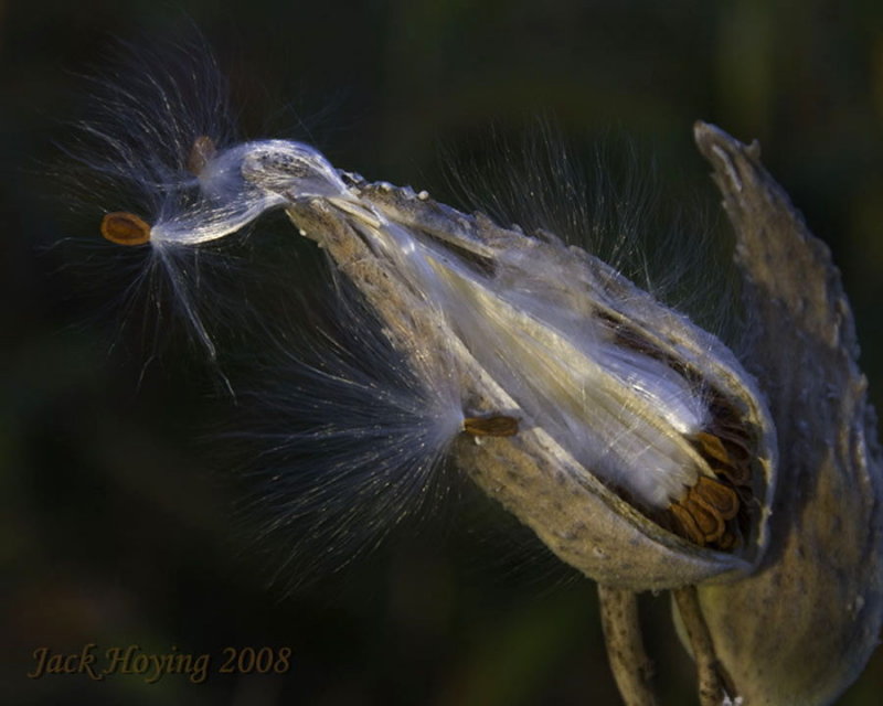 Milkweed Pod and Seeds