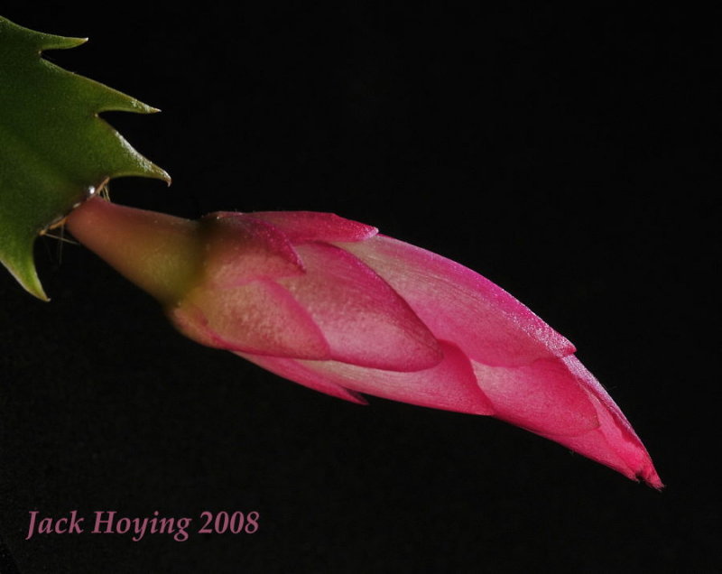 Christmas Cactus bloom about to open