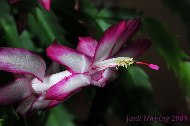 Christmas Cactus Bloom