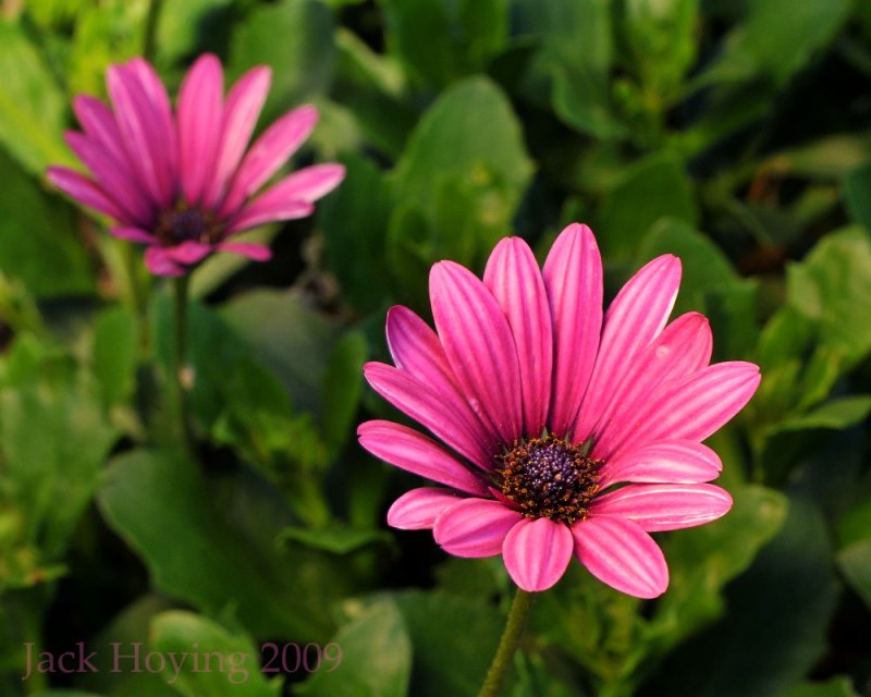 African Daisy Blooms (osteospermums)