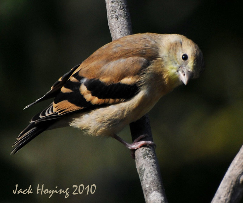 Curious Finch