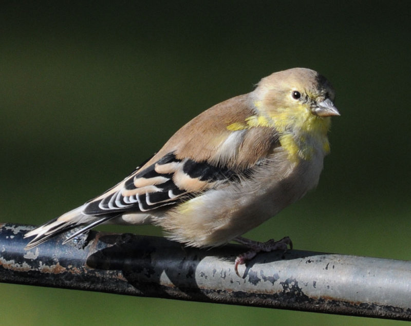 Goldfinch