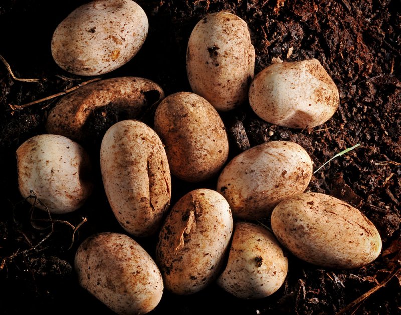 Snake Eggs