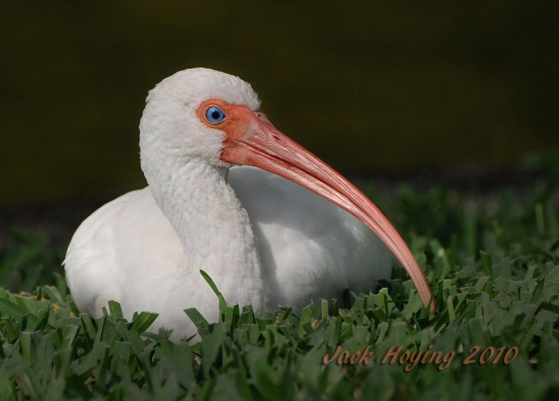 White Ibis