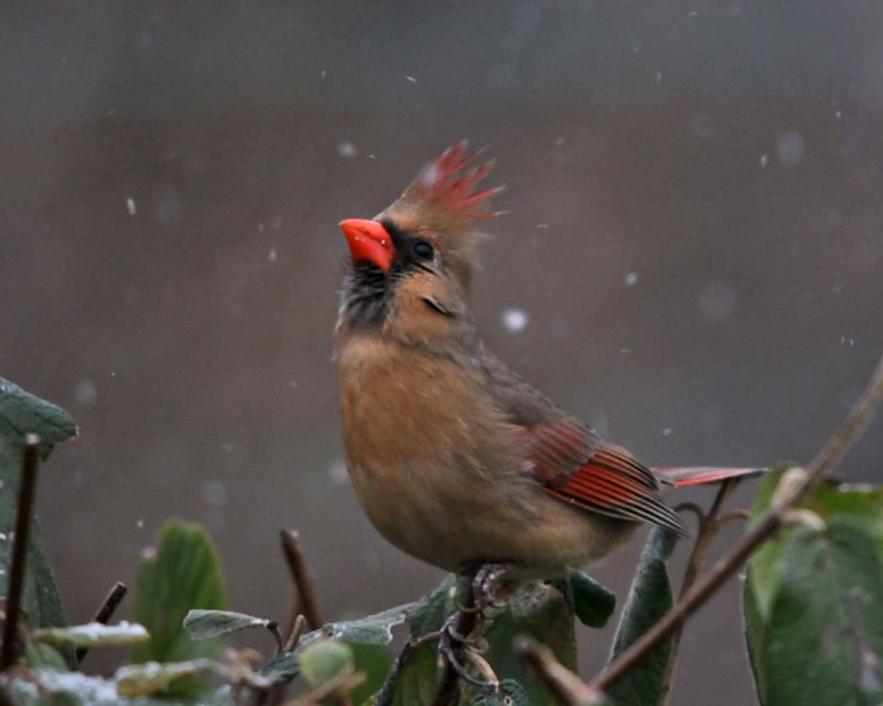 First Snowfall