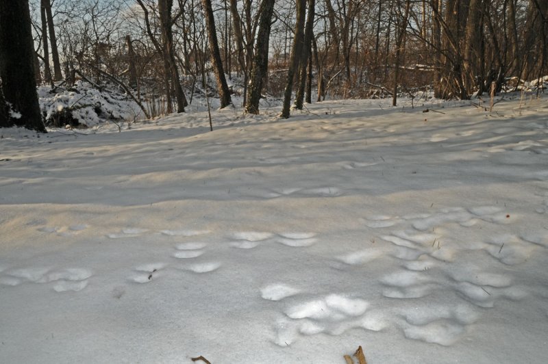 Rabbit Tracks