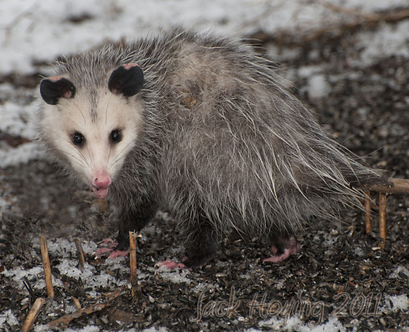 Backyard Visitor ( Opposum )