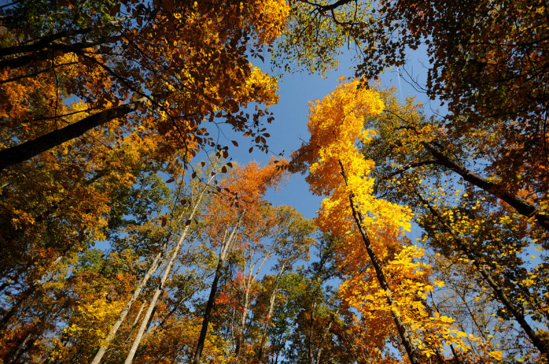 Wide angle view of Fall