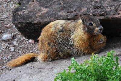 A Marmot was begging for a snack