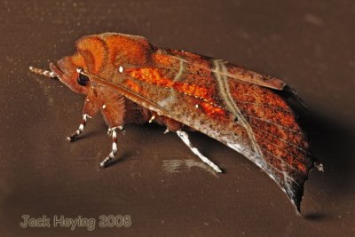 Fuzzy Moth - Herald (Scoliopteryx libatrix)