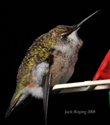 Tired Hummingbird