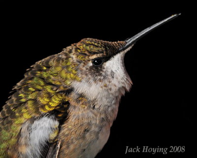 Nighttime Hummingbird Visitor
